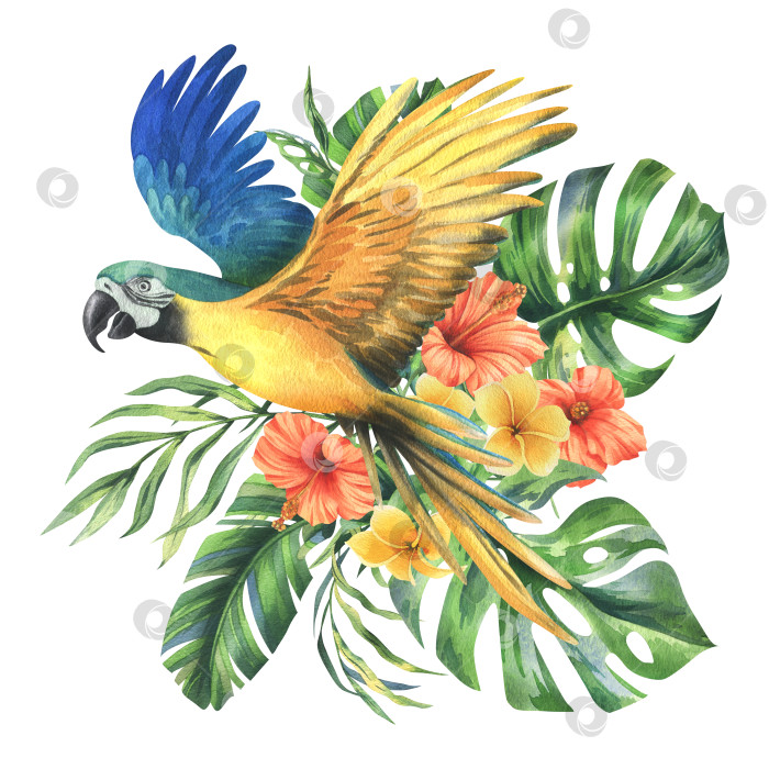 Скачать Тропические пальмовые листья, монстера и цветы плюмерии, гибискус, яркий сочный сине-желтый попугай ара. Ботаническая иллюстрация, нарисованная акварелью от руки. Композиция, выделенная на фоне. фотосток Ozero