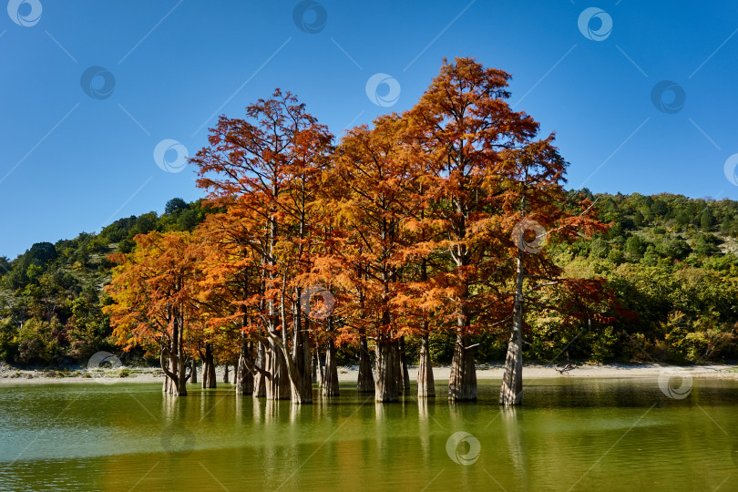 Скачать Осенняя красная листва болотных кипарисов в горном озере. фотосток Ozero