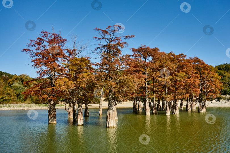 Скачать Красные листья на ветвях болотных кипарисов в воде горного озера. фотосток Ozero