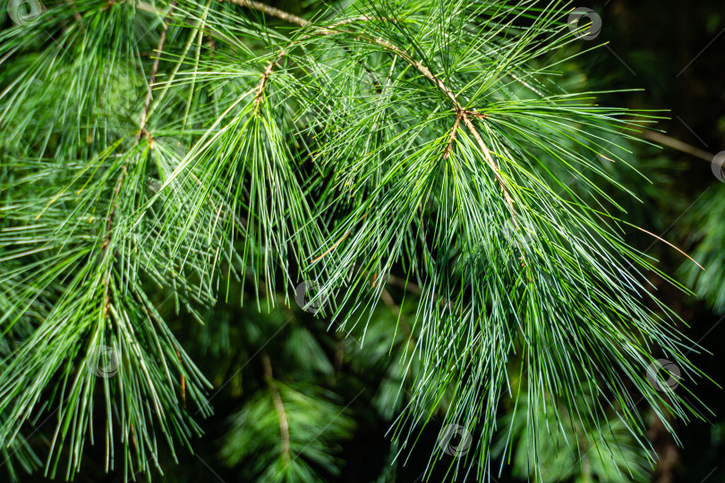 Скачать Красивые свисающие ветви сосны Pinus parviflora Glauca на размытом темном фоне. Серебристые иглы Дайна как оригинальная текстура натуральной зелени. Счастливого Рождества и нового года. фотосток Ozero