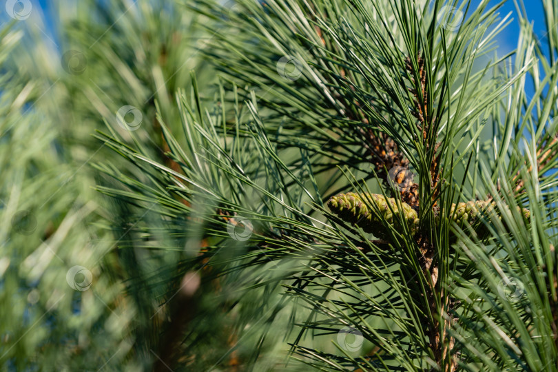 Скачать Молодые шишки на вертикальной ветке роскошной Pinus Nigra, австрийской сосны или черной сосны на размытом фоне вечнозеленых ветвей. Выборочный фокус. Концепция природы для дизайна. Есть место для текста. фотосток Ozero