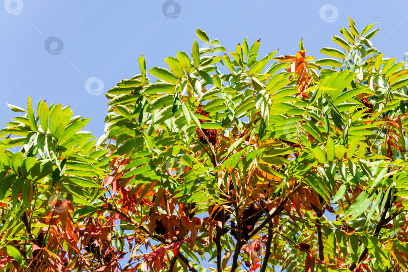 Скачать Красные и зеленые листья сумаха Rhus typhina (сумах рогатый, Anacardiaceae) на фоне голубого безоблачного неба. Вечнозеленый ландшафтный парк. Крупным планом разноцветные листья сумаха. фотосток Ozero