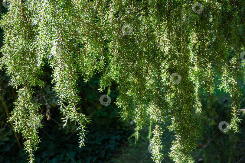 Скачать Свисающие ветви серебристого можжевельника Juniperus communis Хорстманна на размытом фоне зелени сада Вергрин. Крупный план. Выборочный фокус. Концепция природы для дизайна. фотосток Ozero