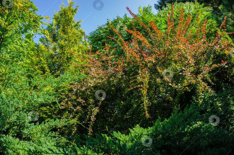 Скачать Барбарис Тунберг с красными листьями в окружении вечнозеленых растений в волшебном саду. Крупный план. На переднем плане можжевельник Мейери и туя Западная золотистая. На заднем плане сумах Rhus typhina Staghorn. фотосток Ozero