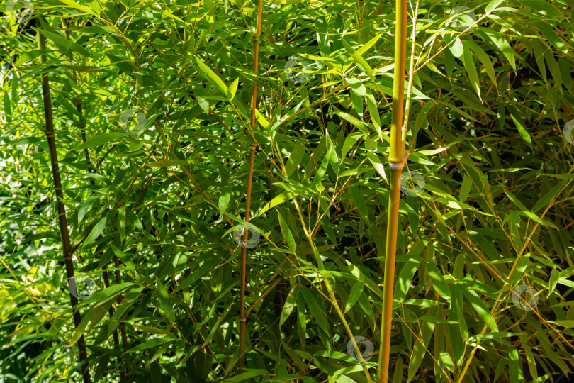 Скачать Вечнозеленые заросли бамбука Phyllostachys aureosulcata с ажурными листьями на ветвях в качестве украшения в прекрасном саду. Крупный план. Выборочный фокус. Концепция природы для дизайна. фотосток Ozero