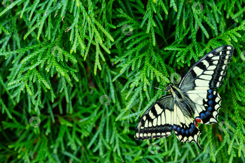 Скачать Бабочка с желтыми крыльями сидит на листве туи западной на размытом фоне зелени в саду. Селективный фокус. Красивая бабочка Старого Света Махаонхвост (Papilio Swallowtail). фотосток Ozero