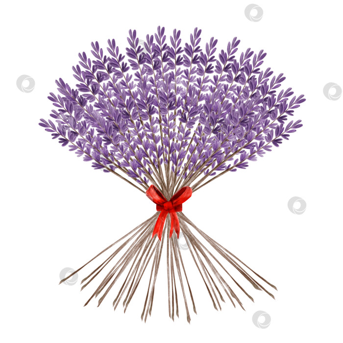 Скачать Букет цветов лаванды с красным бантом, нарисованный акварелью от руки, изолированный на белом фоне. ботаническая иллюстрация фотосток Ozero