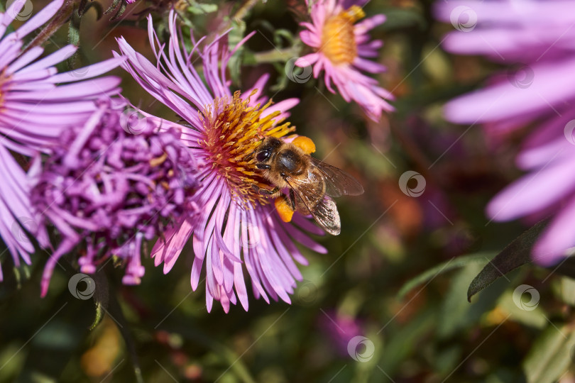 Скачать Пчела собирает нектар и пыльцу с цветков многолетней астры. фотосток Ozero