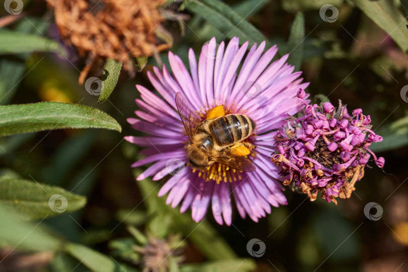 Скачать Пчела собирает нектар и пыльцу с цветков многолетней астры. фотосток Ozero