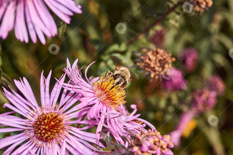 Скачать Муха Ильница обыкновенная собирает нектар и пыльцу с цветков многолетней астры. фотосток Ozero