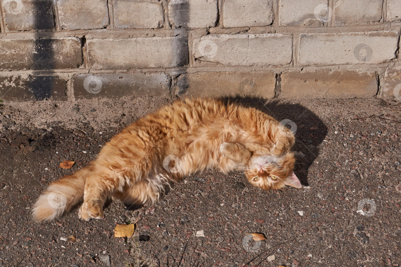Скачать Кошка отдыхает и греется в лучах осеннего солнца. фотосток Ozero