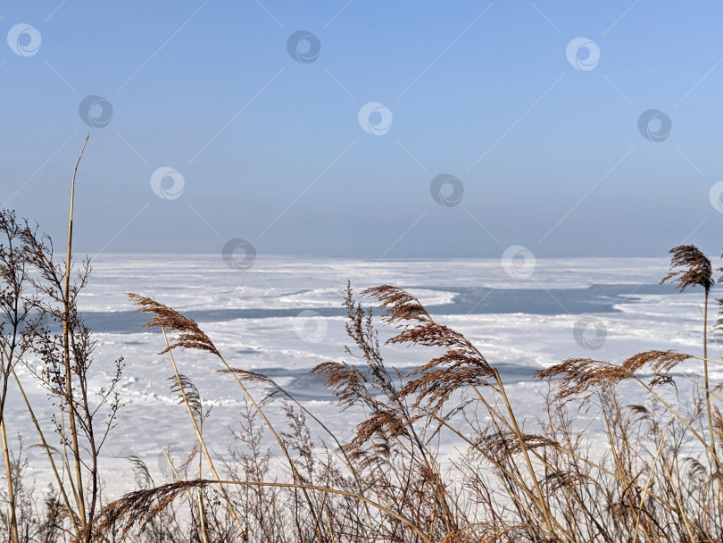 Скачать Сухие камыши на фоне моря, покрытого льдом, и голубого неба фотосток Ozero