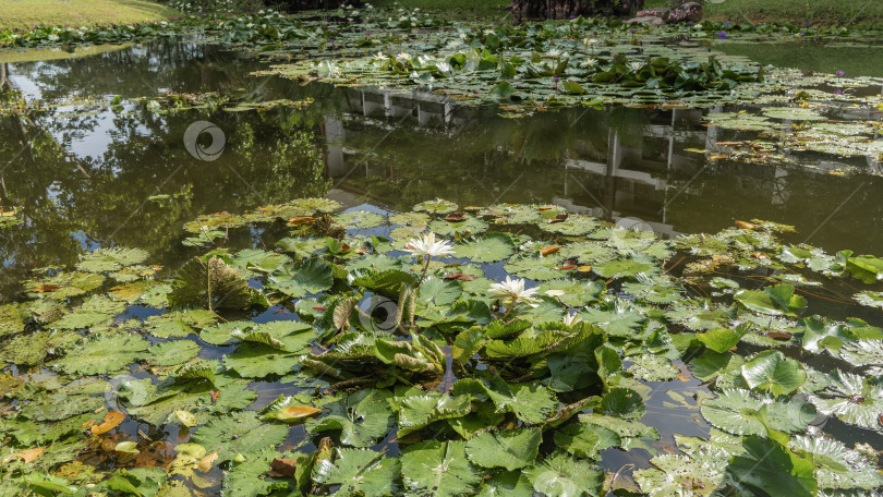 Скачать Красивые водяные лилии в спокойном пруду. фотосток Ozero