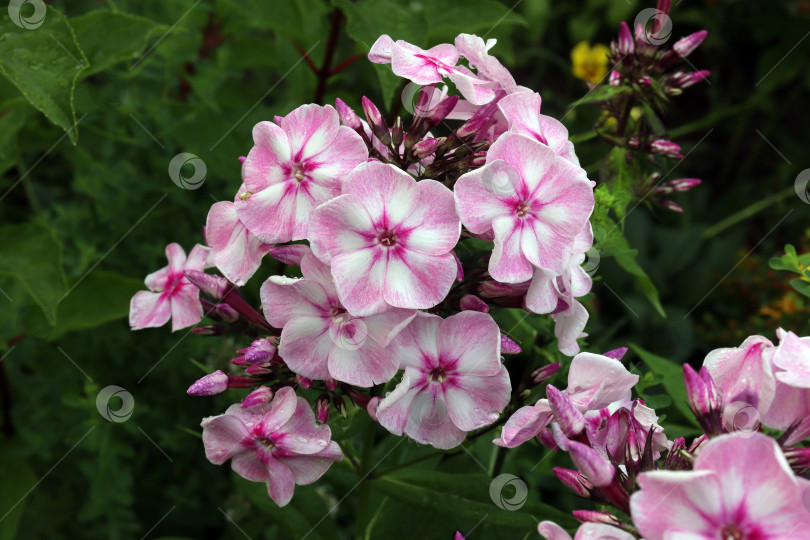 Скачать бело-розовые цветы флокса, распускающиеся в саду, снятые крупным планом фотосток Ozero