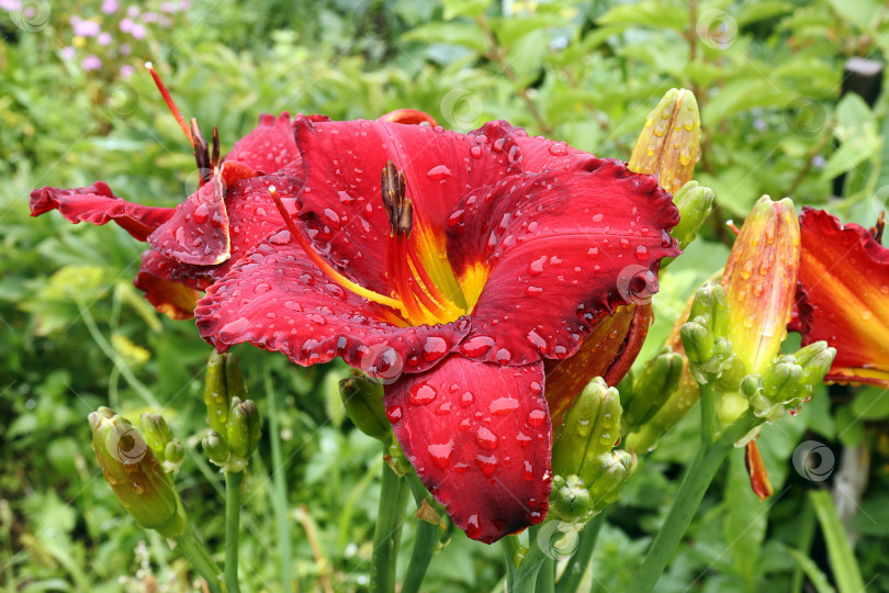Скачать ярко-красный цветок лилейника с каплями дождя фотосток Ozero