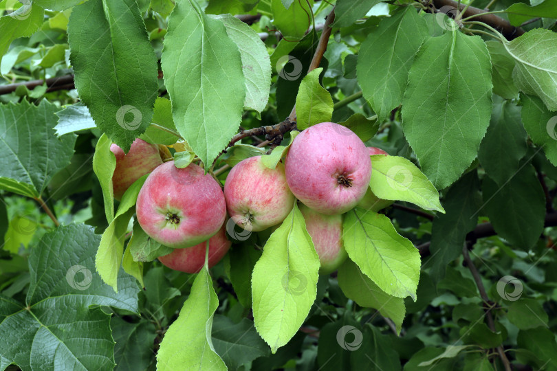 Скачать спелые яблоки висят на ветке дерева в саду фотосток Ozero