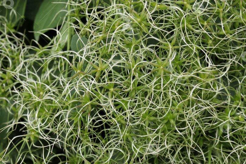 Скачать созревающие семена клематиса белое облако (лат.Clématis) - рода растений семейства Лютиковые (Ranunculaceae) фотосток Ozero