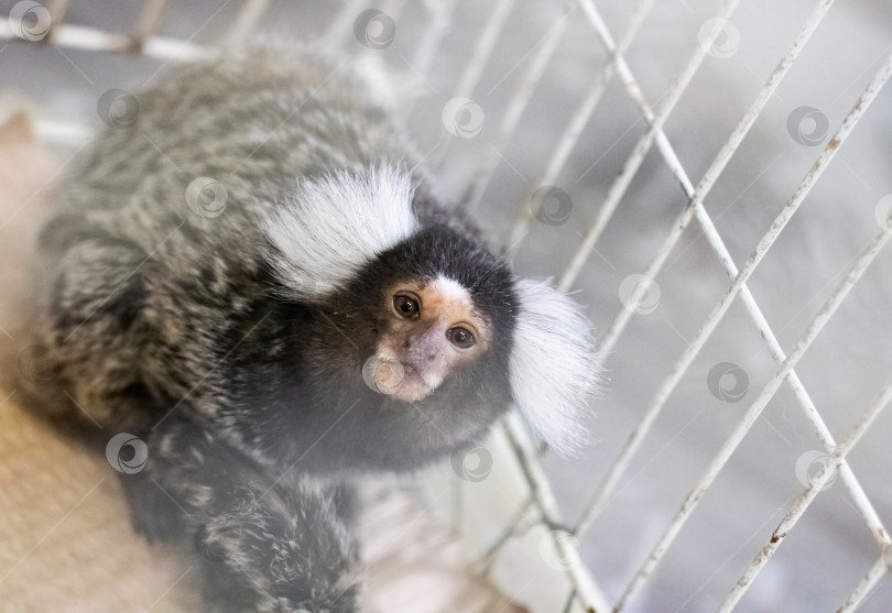 Скачать Маленькая обезьянка в клетке, портрет крупным планом фотосток Ozero