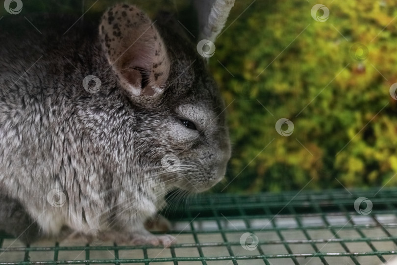 Скачать Пятнистый серый кролик в клетке, портрет крупным планом фотосток Ozero