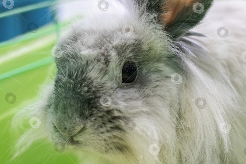 Скачать Белый кролик в клетке, портрет крупным планом фотосток Ozero