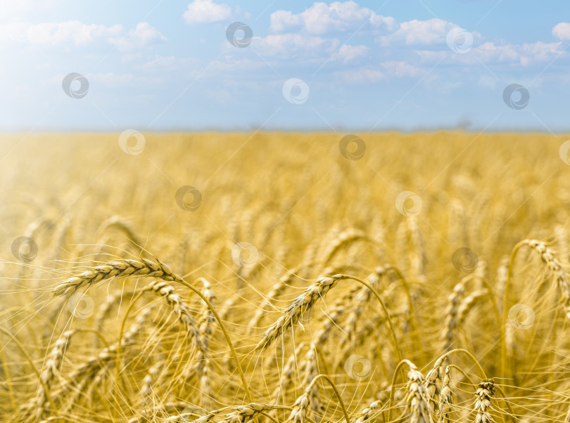 Скачать Крупный план пшеничных колосьев, пшеничное поле летним днем. фотосток Ozero