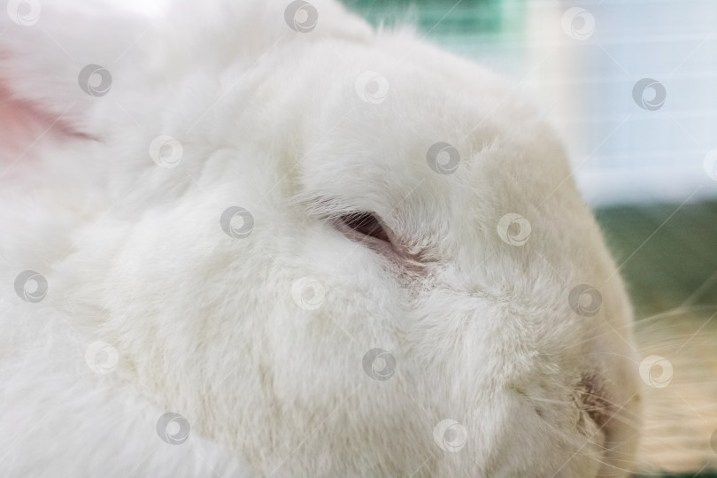 Скачать Белый кролик с красными глазами лежит в клетке фотосток Ozero