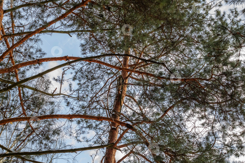 Скачать Ветви сосны на фоне голубого неба фотосток Ozero