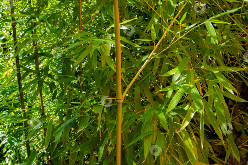 Скачать Вечнозеленые заросли бамбука Phyllostachys aureosulcata с ажурными листьями на ветвях в качестве украшения в прекрасном саду. Крупный план. Выборочный фокус. Концепция природы Северного Кавказа для дизайна. фотосток Ozero