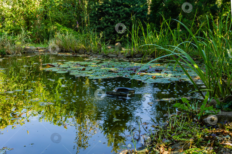 Скачать Отражение вечнозеленых и водных растений в изумрудной воде пруда. Плавающий скиммер собирает опавшие листья. Листья кувшинок плавают по зеркальной поверхности пруда. Расслабление и отдых фотосток Ozero