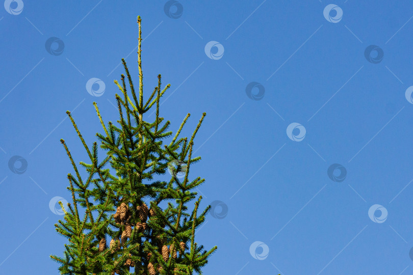 Скачать Коричневые шишки на свисающих ветвях карельской рождественской елки Picea omorika на фоне голубого неба. Крупный план. Вечнозеленый ландшафтный сад. Спокойствие и релаксация. Есть место для текста. фотосток Ozero