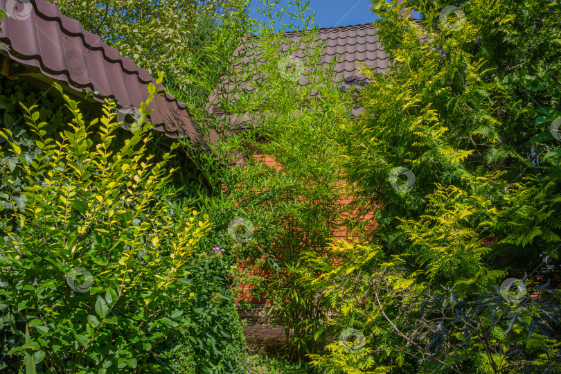 Скачать Красивый ландшафтный сад с вечнозелеными растениями на фоне кирпичной стены загородного дома. Кусты самшита, туи западной и тиса ягодного создают атмосферу спокойствия и релаксации. фотосток Ozero