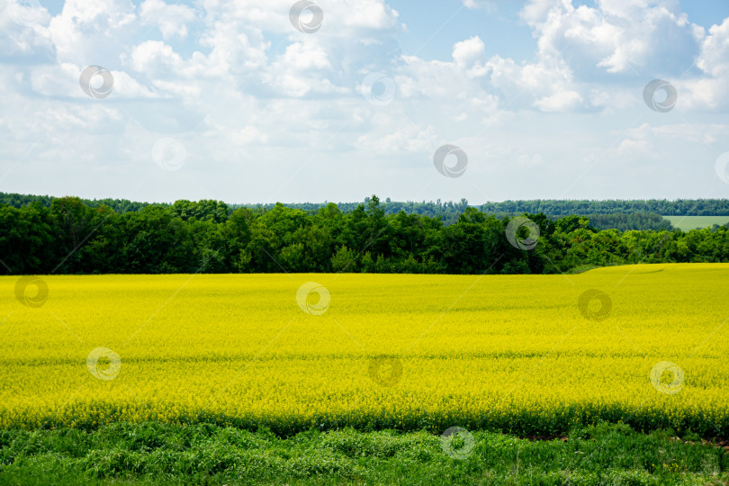 Скачать Летняя панорама, созданная желтым рапсовым полем на фоне голубого неба с белыми облаками. Огромные пространства России, засеянные рапсом. фотосток Ozero