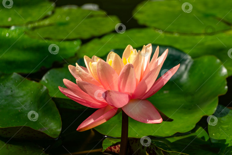 Скачать Розовая водяная лилия или цветок лотоса с оранжевым закатом в пруду на размытом фоне зеленых листьев. фотосток Ozero