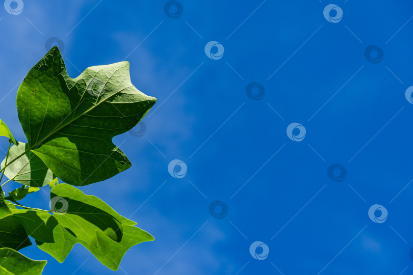 Скачать Молодые крупные зеленые листья тюльпанного дерева (Liriodendron tulipifera), называемого тюльпанным деревом, американским тюльпанным деревом, тюльпанным тополем, желтым тополем, белым лесом на фоне ясного голубого неба. Избирательный фокус. фотосток Ozero