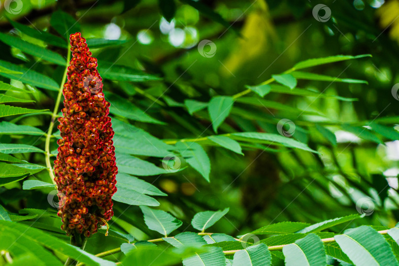 Скачать Молодая ветка дерева Rhus typhina (сумах рогатый, Anacardiaceae) с молодыми красными ягодами на размытом фоне зелени тенистого сада. Выборочный фокус. Концепция природы для дизайна. Место для текста. фотосток Ozero