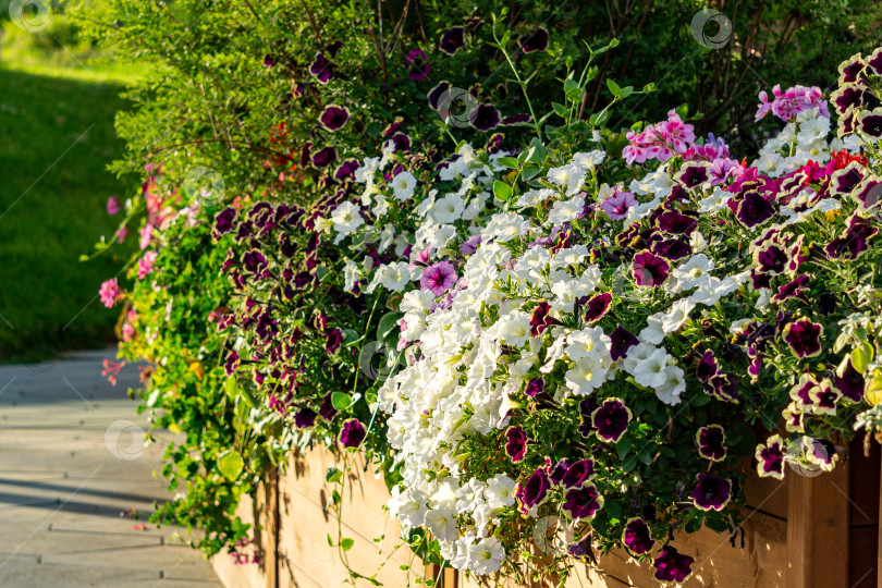 Скачать Яркие разноцветные цветы петунии (Petunia hybrida) с фиолетовыми и белыми полосатыми лепестками в качестве украшения. фотосток Ozero