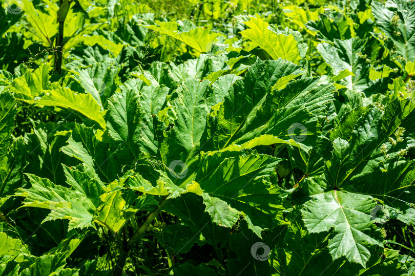 Скачать Борщевик (лат. Heracleum) - растение семейства зонтичных на фоне зеленой травы. Экстремальный крупный план. фотосток Ozero