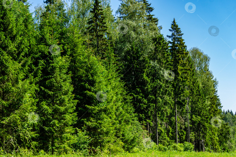 Скачать Вечнозеленые рождественские елки в экологически чистом лесу на фоне голубого неба. Среди вечнозеленых деревьев есть лиственные. Отдых и наслаждение. фотосток Ozero