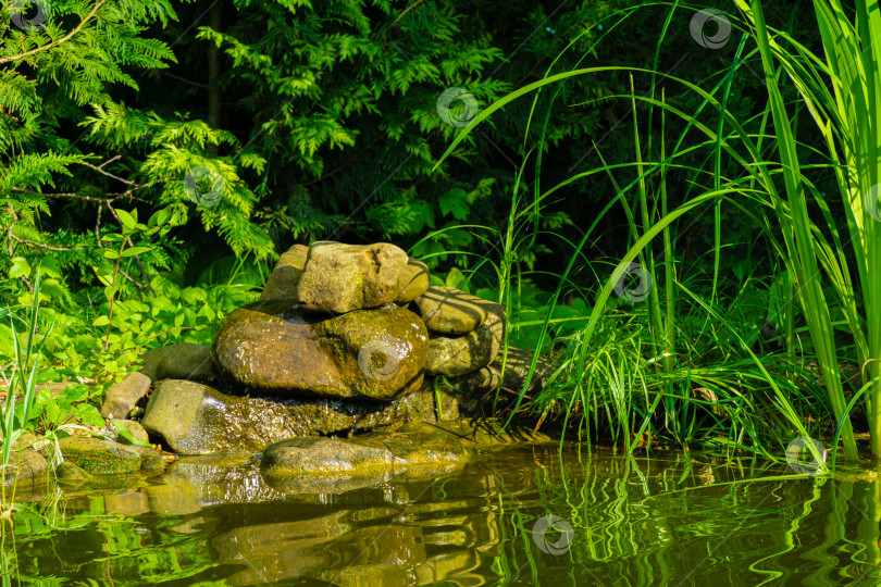 Скачать Волшебный садовый пруд с каменными берегами. Вода стекает по камням в пруд. Листья болотных ирисов и вечнозеленых растений на берегу отражаются в пруду. Атмосфера расслабления, спокойствия и счастья. фотосток Ozero