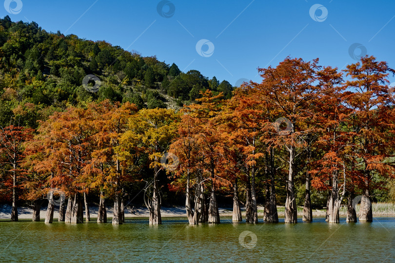 Скачать Осенний красный кипарис в горном озере на фоне гор. фотосток Ozero