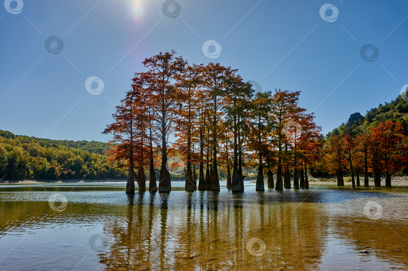 Скачать Красно-желтые листья на ветвях кипарисов в воде. фотосток Ozero