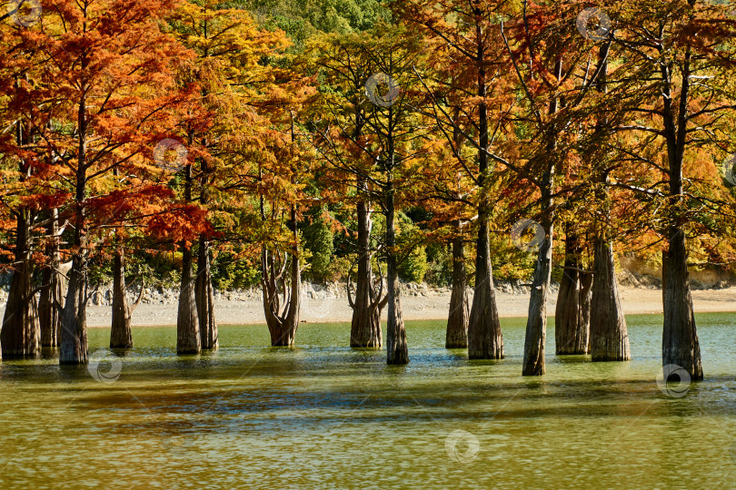 Скачать Осенняя окраска болотных кипарисов в воде горного озера. фотосток Ozero