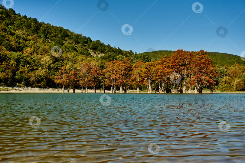 Скачать Осенние красные одежды болотного кипариса в бирюзовой воде. фотосток Ozero