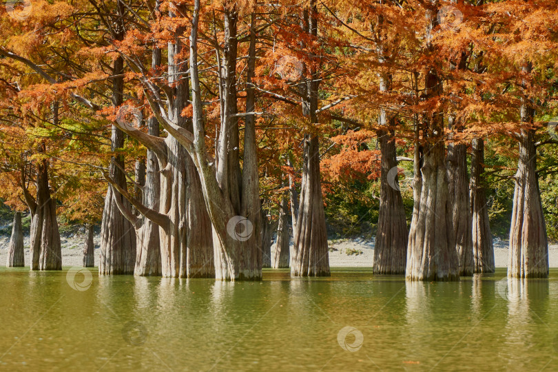 Скачать Огромные деревья Taxódium dístichum с красной осенней листвой на берегу горного озера. фотосток Ozero