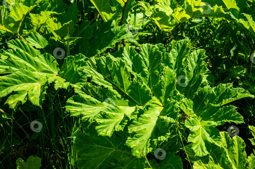 Скачать Огромные листья борщевика (лат. Heracleum) семейства зонтичных среди травы. Экстремальный крупный план. фотосток Ozero