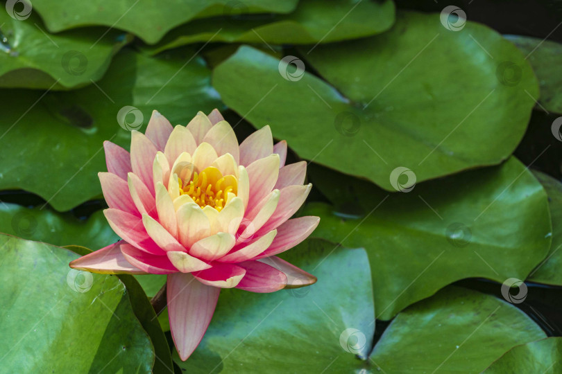 Скачать Крупная ярко-розовая водяная лилия или цветок лотоса Перри. Оранжевый закат в волшебном пруду. Избирательный фокус. Нимфея отражается в воде. Спокойствие и релаксация. Цветочный пейзаж для обоев природа. фотосток Ozero