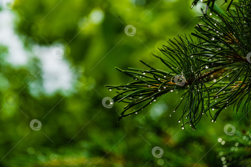 Скачать Красивая ветка серебристой сосны с каплями воды на кончиках иголок Pinus parviflora Glauca на размытом фоне вечнозеленого сада. Выборочный фокус. Оригинальная текстура натуральной зелени. фотосток Ozero