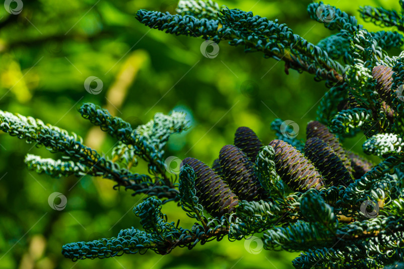 Скачать Еловая ветка Abies koreana Silberlocke с переплетенными серебристыми иглами и красивыми молодыми голубыми шишками на размытом фоне вечнозеленого сада. Выборочный фокус. Концепция природы для дизайна. фотосток Ozero