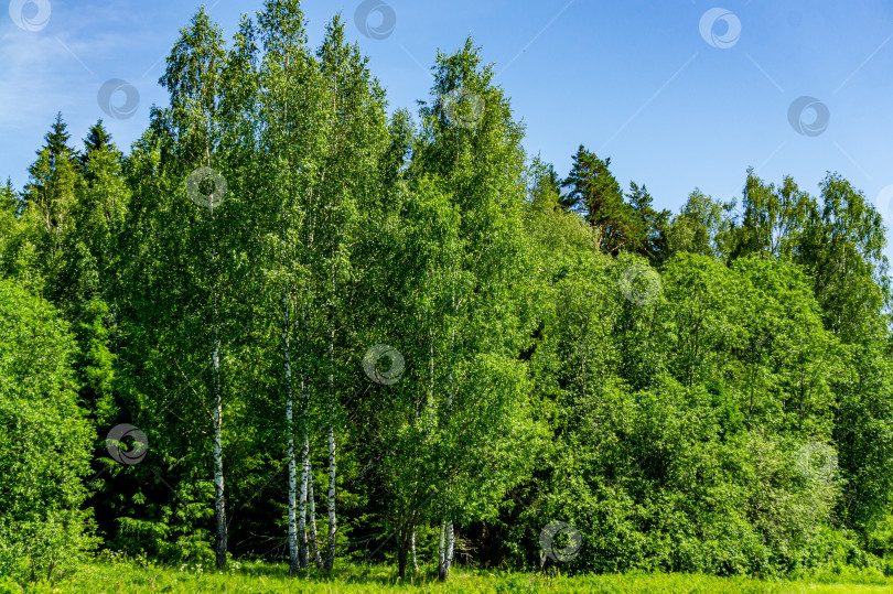 Скачать Березы в группе деревьев среди вечнозеленых деревьев на лесной поляне среди полевых цветов. Береза крупным планом. фотосток Ozero