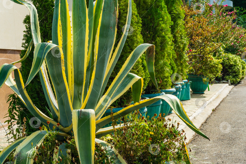 Скачать Полосатая американская агава (Agave americana) - вид рода агава, подсемейства агавовые, семейства спаржевых в коттеджном поселке Ольгинка. Маргината. Кактус растет на клумбе возле здания гостиницы. фотосток Ozero